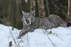 Lynx in the snow