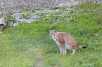 lynx