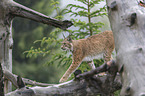 Lynx balances on tree trunk