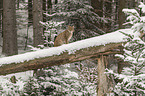 Lynx in the snow
