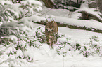 Lynx in the snow