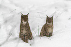 Lynxes in the snow