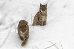 Lynxes in the snow