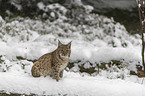 Lynx in the snow