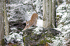 standing Eurasian Lynx