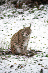 sitting Eurasian Lynx