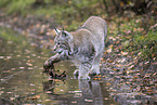 Eurasian Lynx