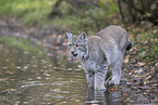 standing Lynx