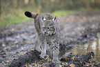 Eurasian Lynx