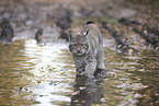 lying Lynx