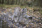 playing Lynx