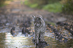 lying Lynx