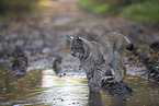 standing Lynx