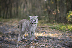 standing Lynx