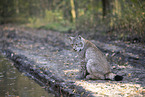 sitting Lynx