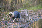 Lynx with French Bulldog