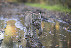 walking Lnyx