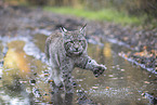 walking Lnyx