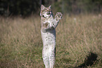 jumping Lynx
