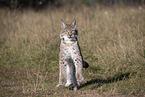 jumping Lynx