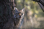 Lynx Portrait