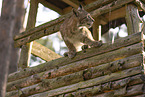 young Lynx