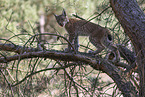 young Lynx