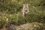 young Lynx