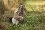 young Lynx
