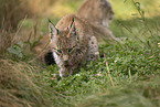 young Lynx