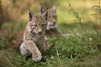 young Lynx