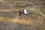 Lynx and dog