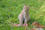 sitting lynx