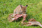 young lynx