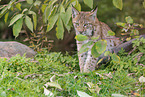 sitting lynx