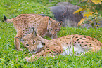lynxes