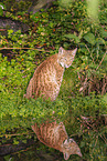 sitting lynx