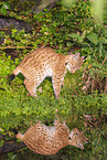 young lynx