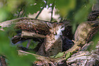 young lynx