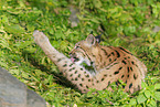 young lynx