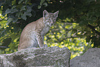 Lynx