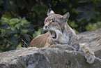 Lynx