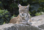 Lynx
