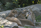 Lynx
