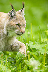 lynx