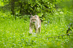 lynx