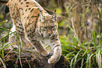 lynx