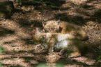 lynx