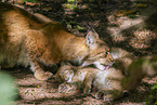 lynx
