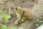 lynx